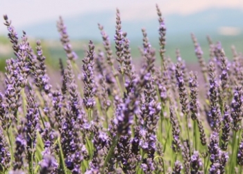 Secrets de Provence : découvrez les bienfaits de l’aromathérapie